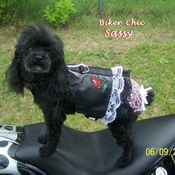 Meet your Posher, Sissie - Picture 10 of 14